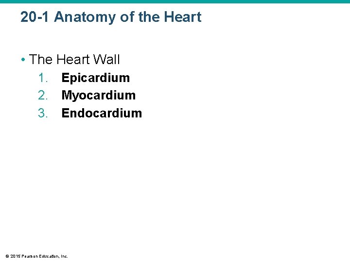 20 -1 Anatomy of the Heart • The Heart Wall 1. Epicardium 2. Myocardium