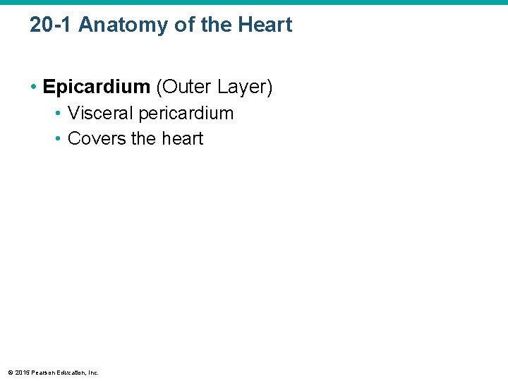 20 -1 Anatomy of the Heart • Epicardium (Outer Layer) • Visceral pericardium •