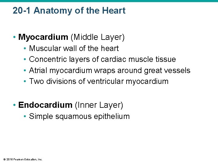 20 -1 Anatomy of the Heart • Myocardium (Middle Layer) • • Muscular wall