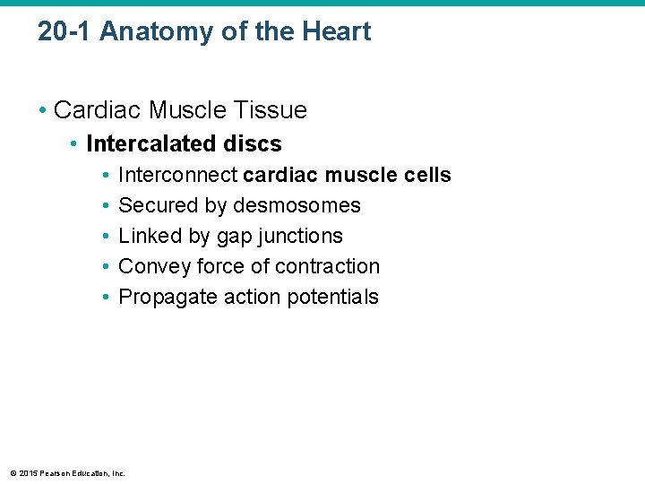 20 -1 Anatomy of the Heart • Cardiac Muscle Tissue • Intercalated discs •
