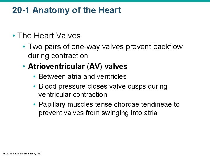 20 -1 Anatomy of the Heart • The Heart Valves • Two pairs of