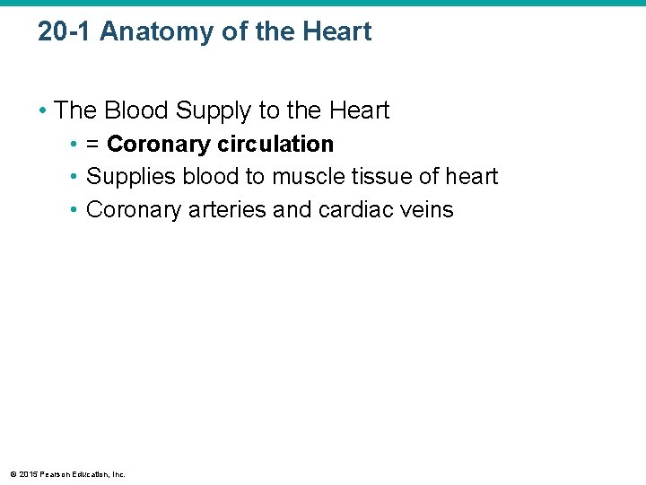 20 -1 Anatomy of the Heart • The Blood Supply to the Heart •