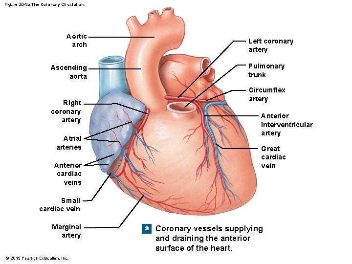 Figure 20 -9 a The Coronary Circulation. Aortic arch Ascending aorta Right coronary artery