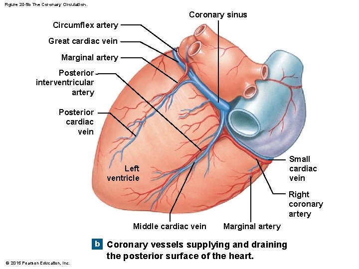Figure 20 -9 b The Coronary Circulation. Coronary sinus Circumflex artery Great cardiac vein