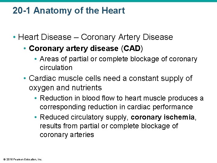 20 -1 Anatomy of the Heart • Heart Disease – Coronary Artery Disease •