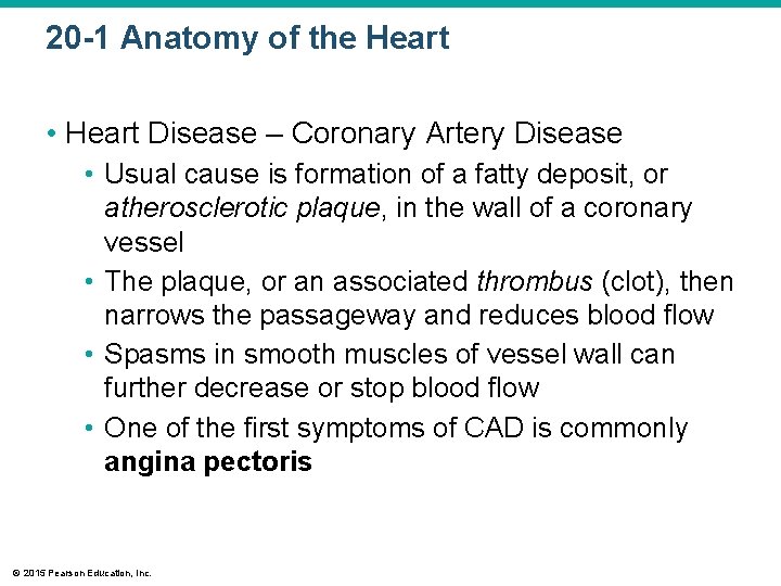 20 -1 Anatomy of the Heart • Heart Disease – Coronary Artery Disease •