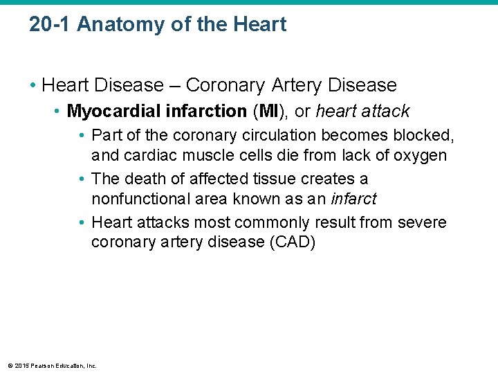 20 -1 Anatomy of the Heart • Heart Disease – Coronary Artery Disease •