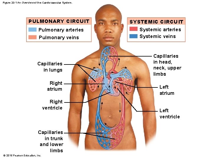 Figure 20 -1 An Overview of the Cardiovascular System. PULMONARY CIRCUIT Pulmonary arteries Pulmonary