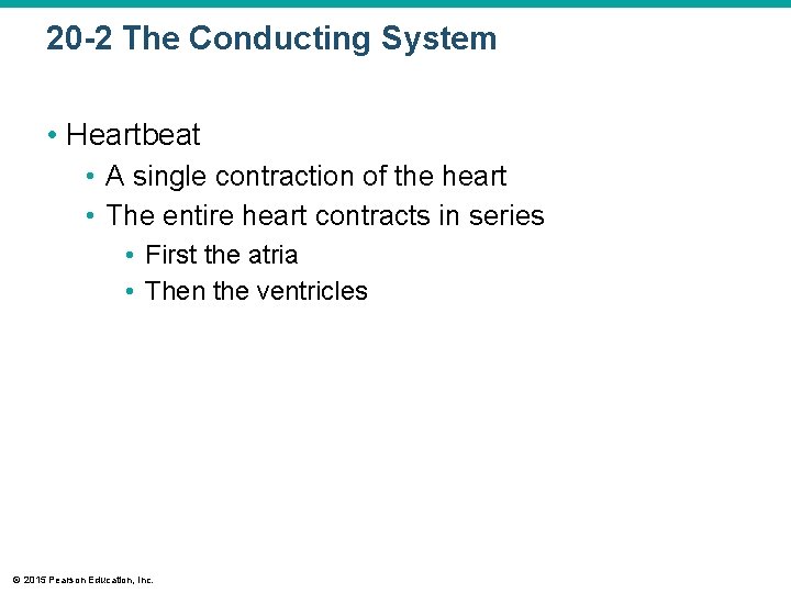 20 -2 The Conducting System • Heartbeat • A single contraction of the heart