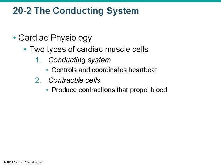 20 -2 The Conducting System • Cardiac Physiology • Two types of cardiac muscle