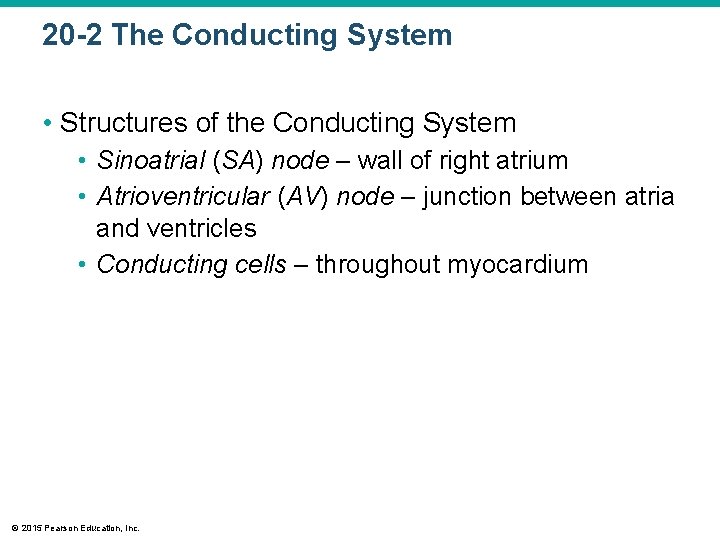 20 -2 The Conducting System • Structures of the Conducting System • Sinoatrial (SA)