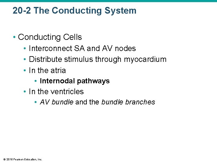 20 -2 The Conducting System • Conducting Cells • Interconnect SA and AV nodes