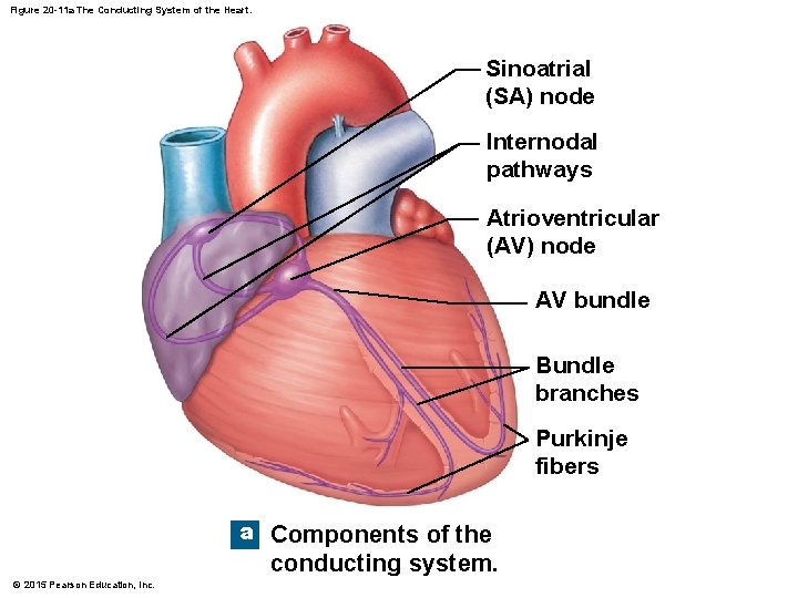 Figure 20 -11 a The Conducting System of the Heart. Sinoatrial (SA) node Internodal