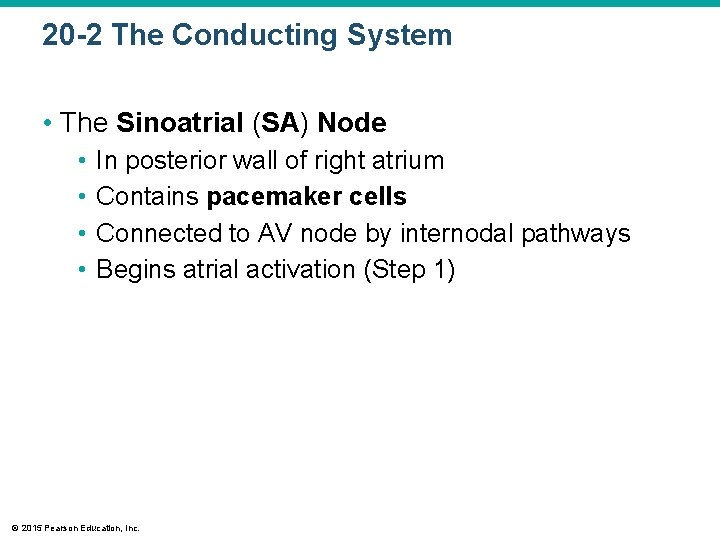 20 -2 The Conducting System • The Sinoatrial (SA) Node • • In posterior