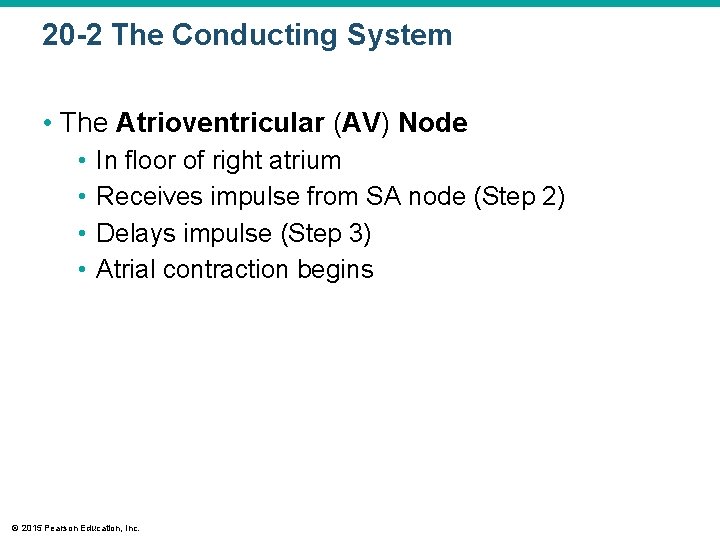 20 -2 The Conducting System • The Atrioventricular (AV) Node • • In floor