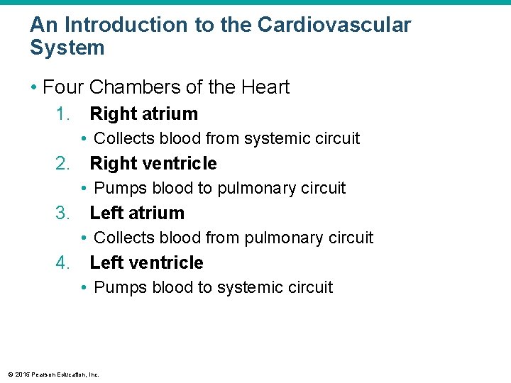 An Introduction to the Cardiovascular System • Four Chambers of the Heart 1. Right