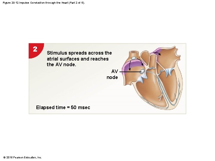 Figure 20 -12 Impulse Conduction through the Heart (Part 2 of 5). 2 Stimulus