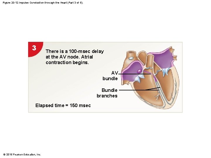 Figure 20 -12 Impulse Conduction through the Heart (Part 3 of 5). 3 There