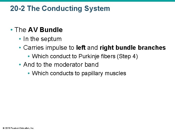 20 -2 The Conducting System • The AV Bundle • In the septum •