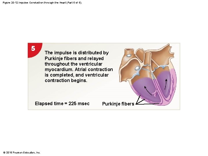 Figure 20 -12 Impulse Conduction through the Heart (Part 5 of 5). 5 The