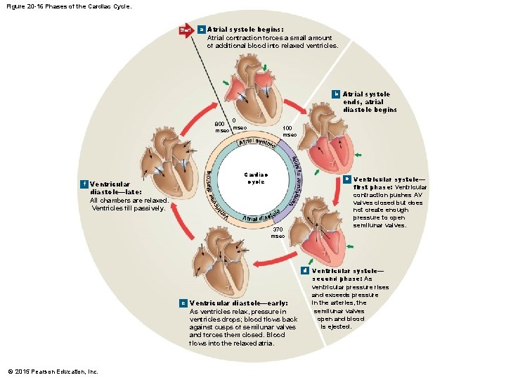 Figure 20 -16 Phases of the Cardiac Cycle. Start a Atrial systole begins: Atrial