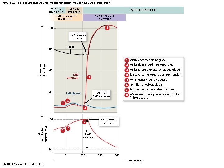 Figure 20 -17 Pressure and Volume Relationships in the Cardiac Cycle (Part 3 of