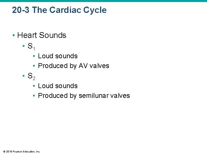 20 -3 The Cardiac Cycle • Heart Sounds • S 1 • Loud sounds