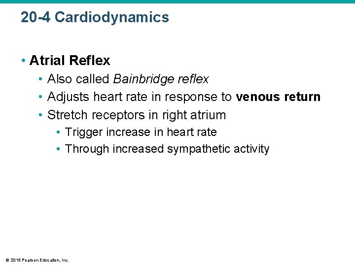 20 -4 Cardiodynamics • Atrial Reflex • Also called Bainbridge reflex • Adjusts heart