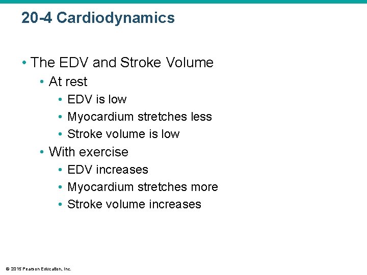 20 -4 Cardiodynamics • The EDV and Stroke Volume • At rest • EDV