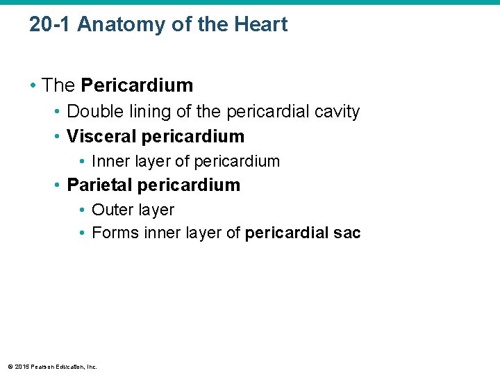 20 -1 Anatomy of the Heart • The Pericardium • Double lining of the