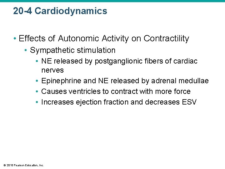20 -4 Cardiodynamics • Effects of Autonomic Activity on Contractility • Sympathetic stimulation •