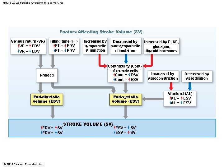 Figure 20 -23 Factors Affecting Stroke Volume (SV) Venous return (VR) VR = EDV