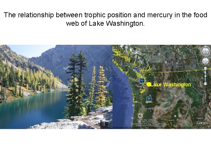 The relationship between trophic position and mercury in the food web of Lake Washington The relationship between trophic position and mercury in the food web of Lake Washington