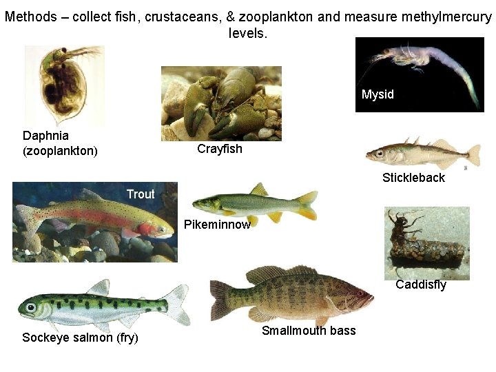 Methods – collect fish, crustaceans, & zooplankton and measure methylmercury levels. Mysid Daphnia (zooplankton) Methods – collect fish, crustaceans, & zooplankton and measure methylmercury levels. Mysid Daphnia (zooplankton)