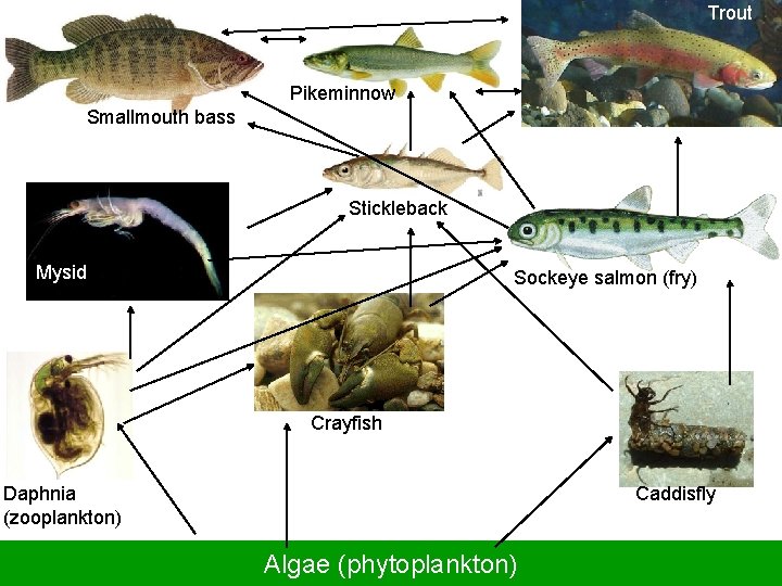 Trout Pikeminnow Smallmouth bass Stickleback Mysid Sockeye salmon (fry) Crayfish Daphnia (zooplankton) Caddisfly Algae