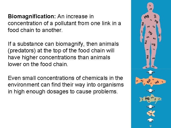 Biomagnification: An increase in concentration of a pollutant from one link in a food