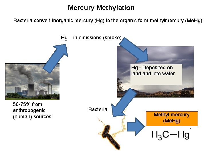 Mercury Methylation Bacteria convert inorganic mercury (Hg) to the organic form methylmercury (Me. Hg)