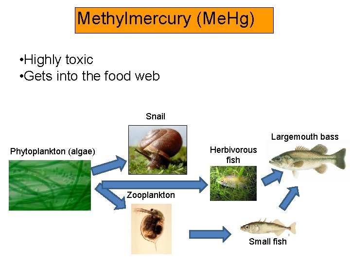 Methylmercury (Me. Hg) • Highly toxic • Gets into the food web Snail Largemouth
