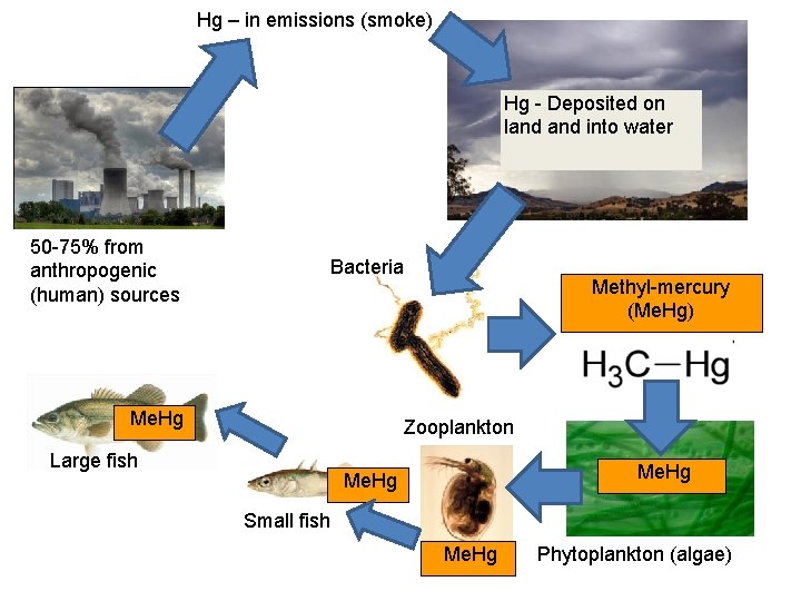 Hg – in emissions (smoke) Hg - Deposited on land into water 50 -75%