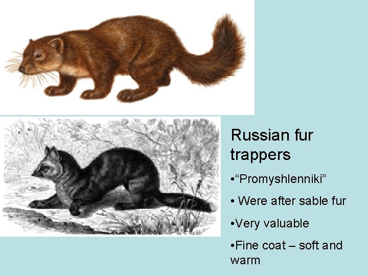 Russian fur trappers • “Promyshlenniki” • Were after sable fur • Very valuable •
