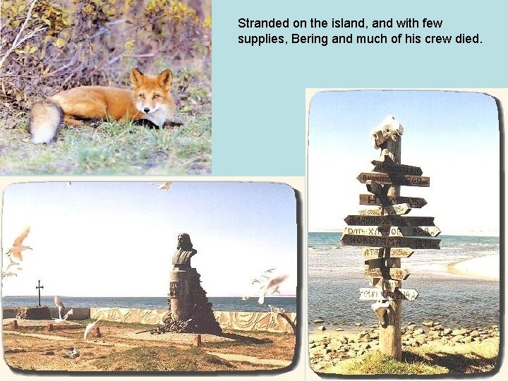 Stranded on the island, and with few supplies, Bering and much of his crew