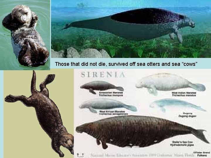 Those that did not die, survived off sea otters and sea “cows” 