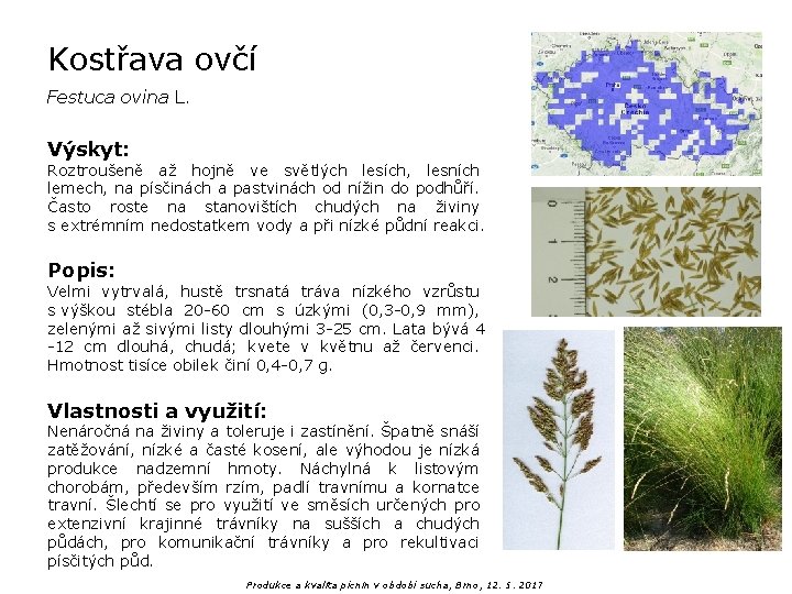 Kostřava ovčí Festuca ovina L. Výskyt: Roztroušeně až hojně ve světlých lesích, lesních lemech,