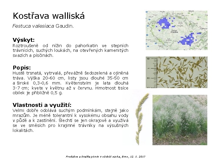 Kostřava walliská Festuca valesiaca Gaudin. Výskyt: Roztroušeně od nížin do pahorkatin ve stepních trávnících,