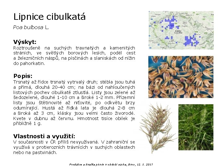 Lipnice cibulkatá Poa bulbosa L. Výskyt: Roztroušeně na suchých travnatých a kamenitých stráních, ve