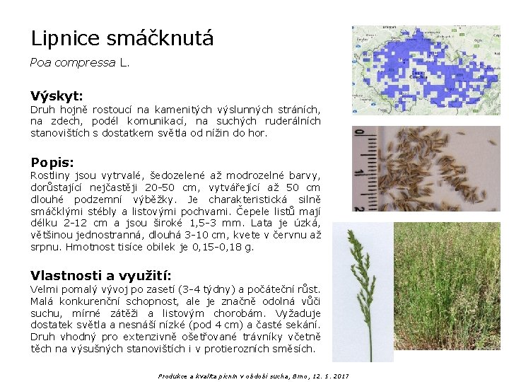 Lipnice smáčknutá Poa compressa L. Výskyt: Druh hojně rostoucí na kamenitých výslunných stráních, na