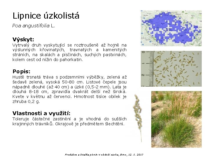 Lipnice úzkolistá Poa angustifolia L. Výskyt: Vytrvalý druh vyskytující se roztroušeně až hojně na