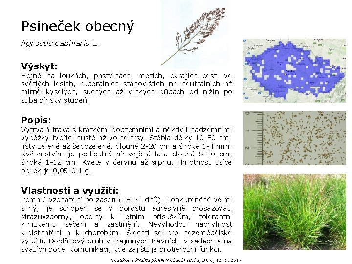 Psineček obecný Agrostis capillaris L. Výskyt: Hojně na loukách, pastvinách, mezích, okrajích cest, ve