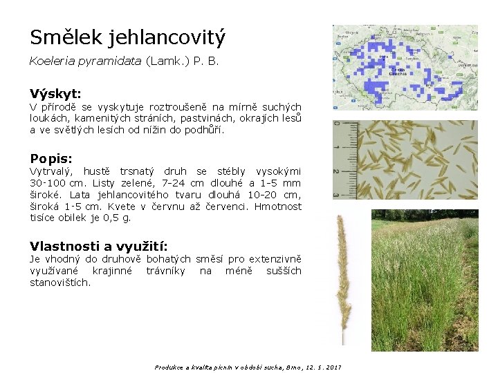 Smělek jehlancovitý Koeleria pyramidata (Lamk. ) P. B. Výskyt: V přírodě se vyskytuje roztroušeně