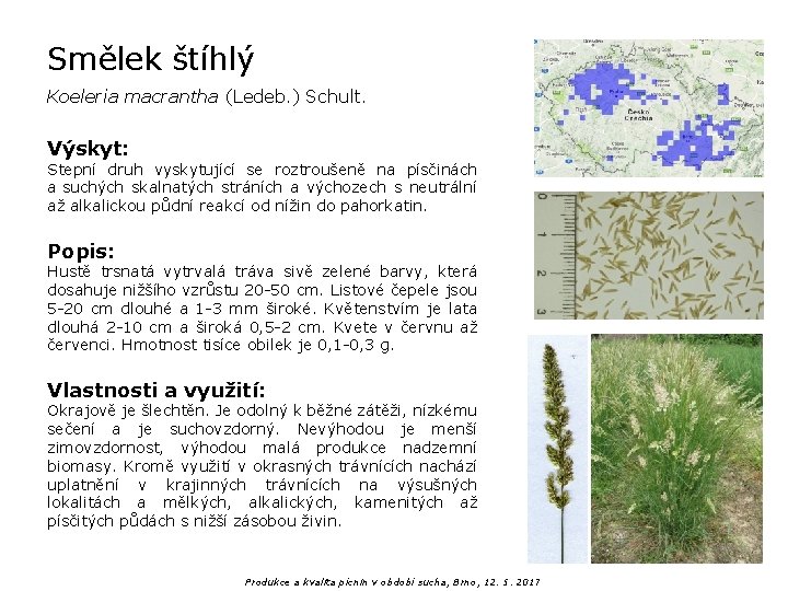 Smělek štíhlý Koeleria macrantha (Ledeb. ) Schult. Výskyt: Stepní druh vyskytující se roztroušeně na